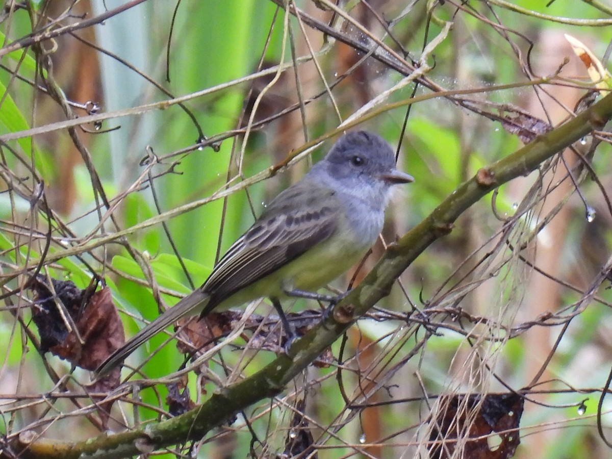 Sooty-crowned Flycatcher - ML611343605