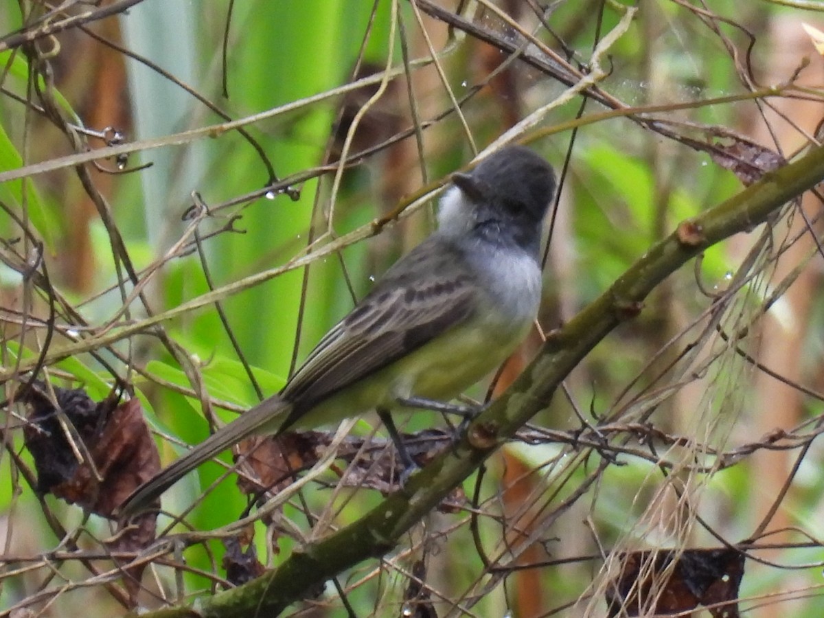 Sooty-crowned Flycatcher - ML611343613