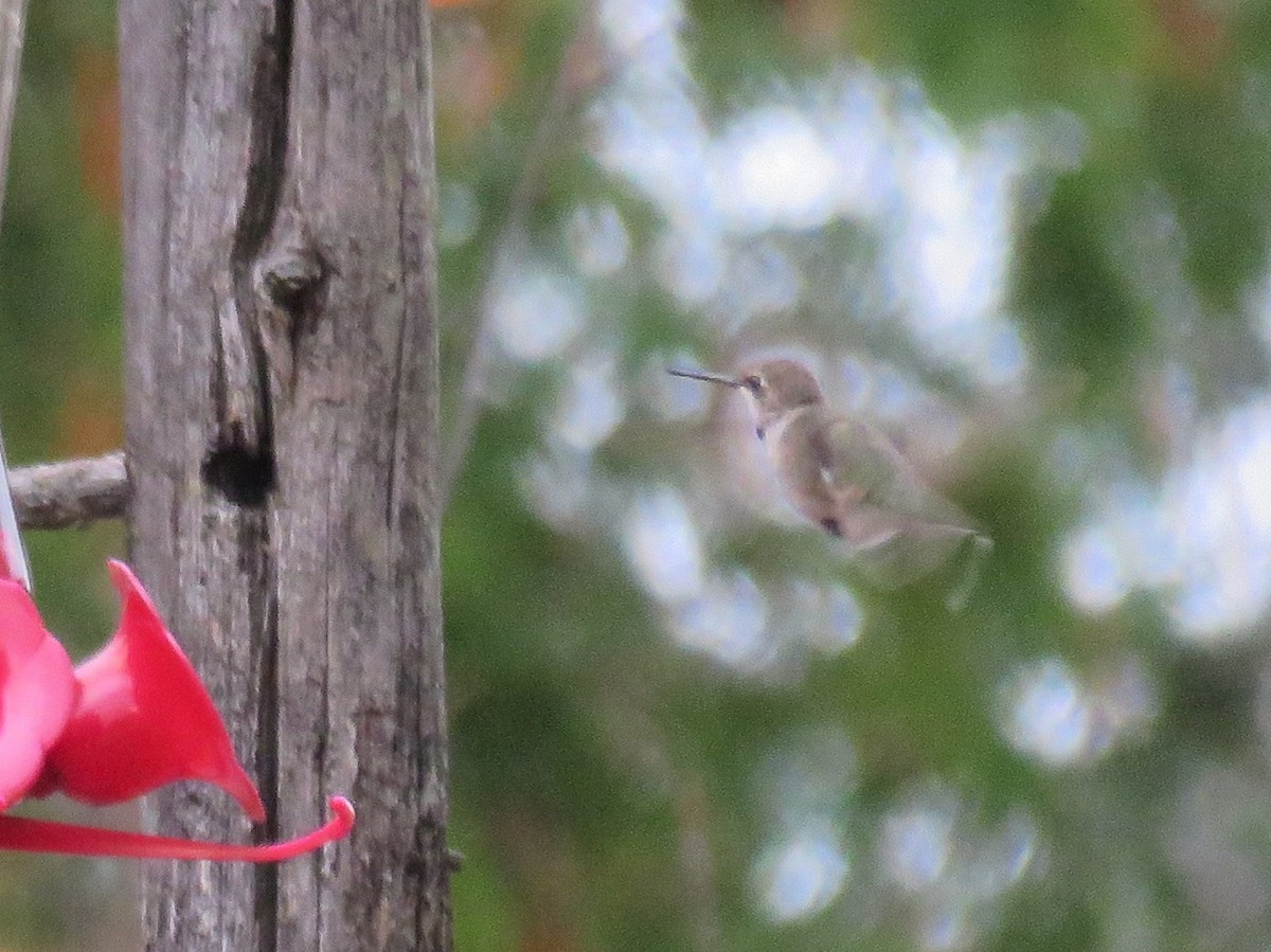 Black-chinned Hummingbird - Chace Scholten