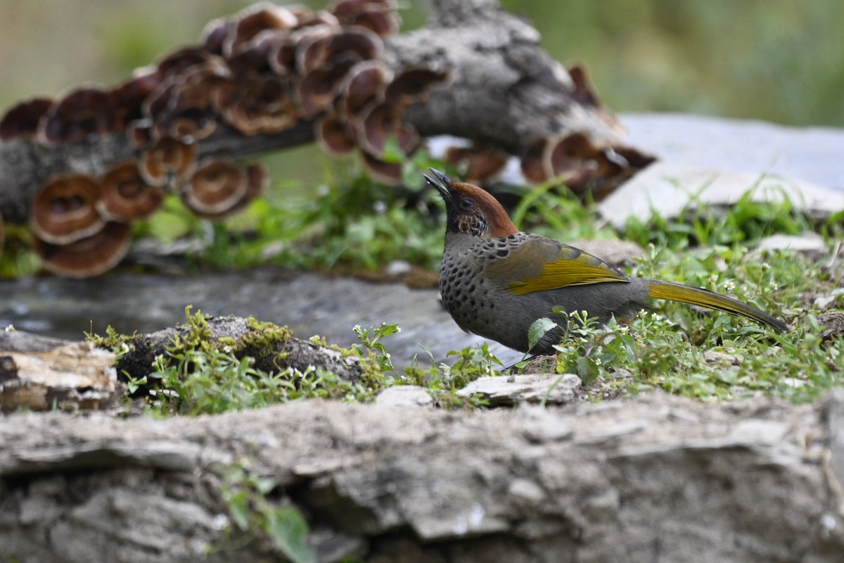 Chestnut-crowned Laughingthrush - ML611344235