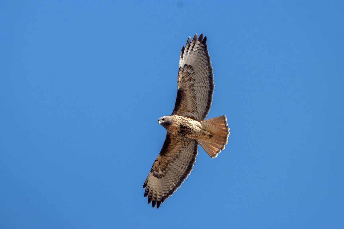 Red-tailed Hawk - ML611344697