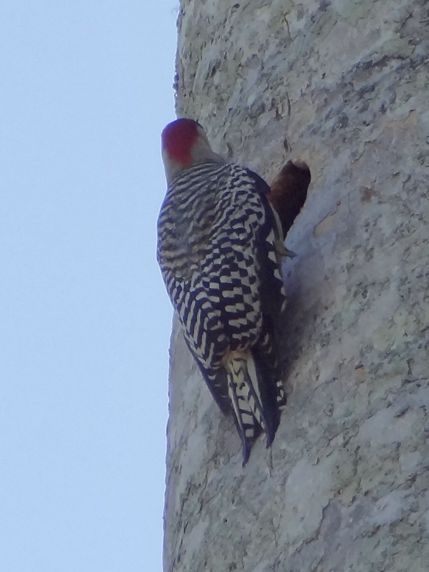 West Indian Woodpecker - ML611344750