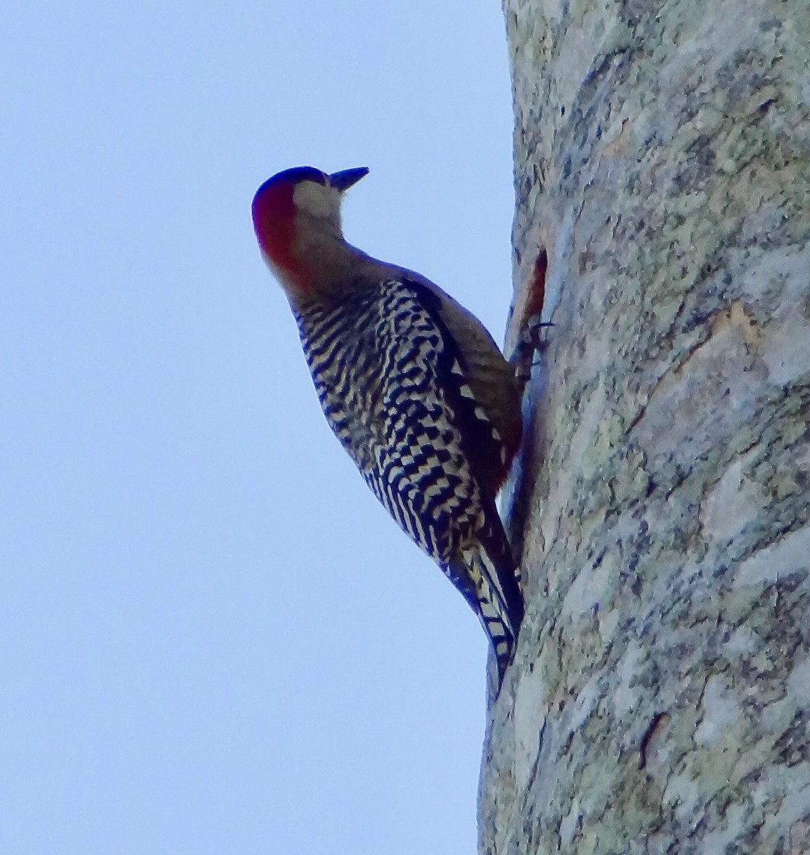 West Indian Woodpecker - ML611344751