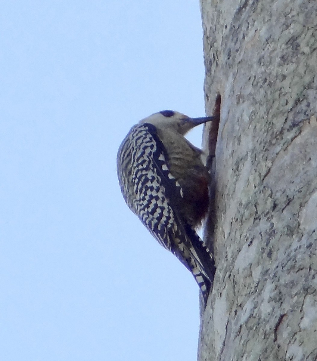 West Indian Woodpecker - ML611344752