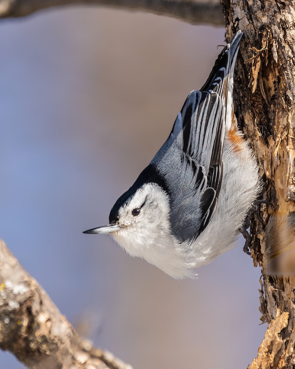 White-breasted Nuthatch - ML611344753