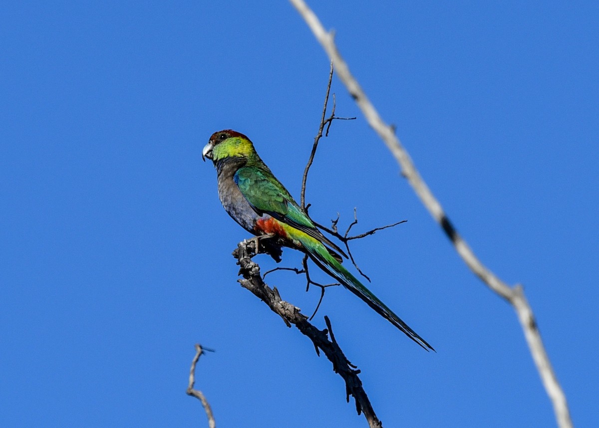 Red-capped Parrot - ML611344760