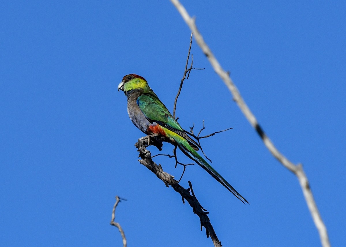 Red-capped Parrot - ML611344761