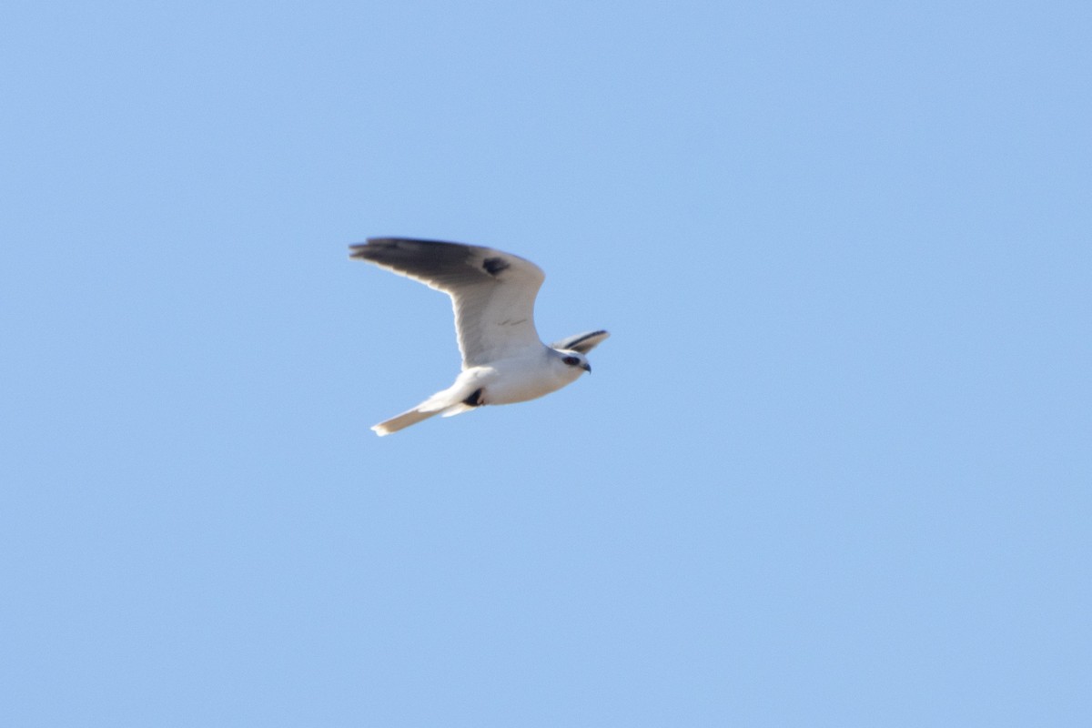 White-tailed Kite - ML611344777