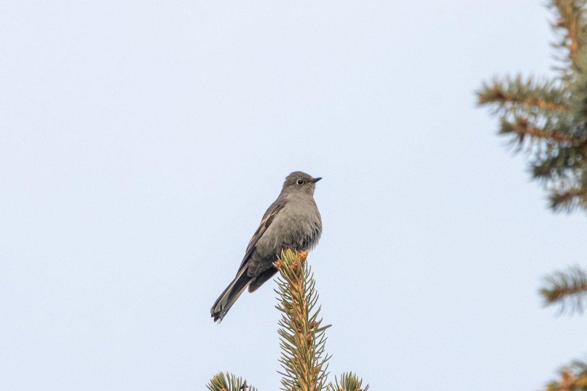 Townsend's Solitaire - ML611344872