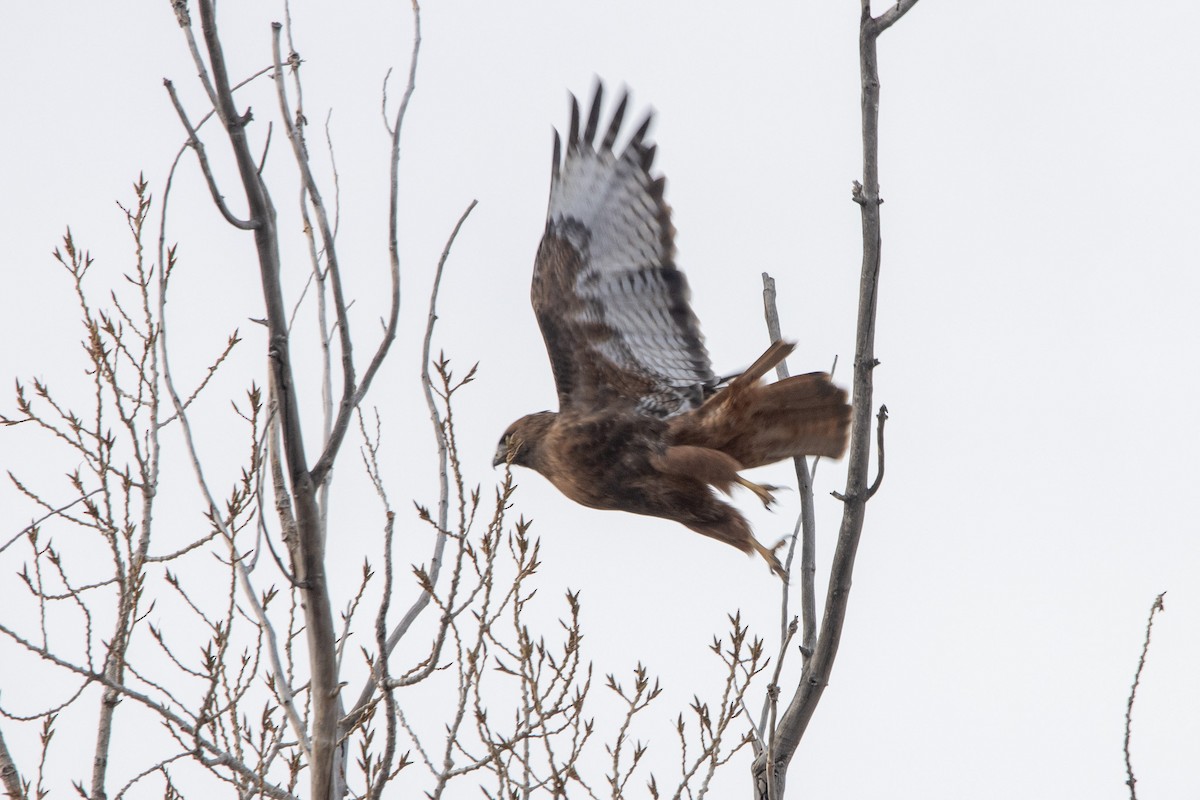 Red-tailed Hawk - ML611344882