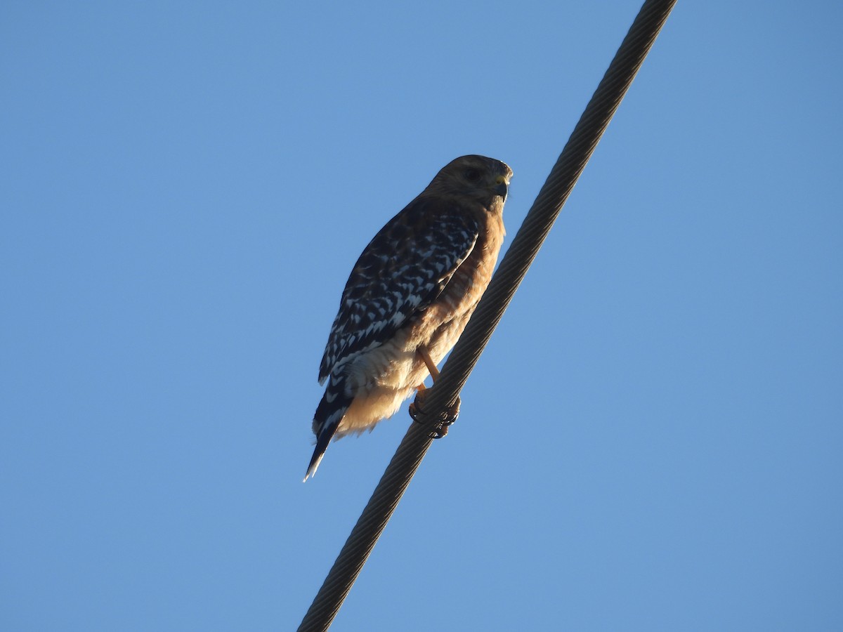 Ebird checklist 19 nov 2023 dairy mart ponds 2 species
