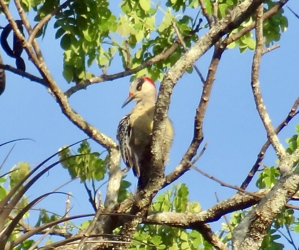 West Indian Woodpecker - ML611344967