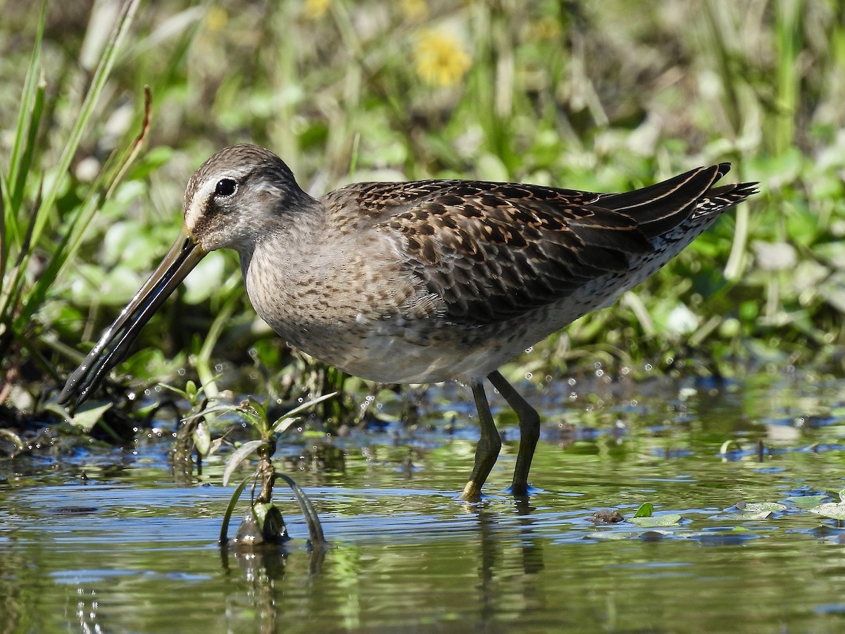 Long-billed Dowitcher - ML611344975