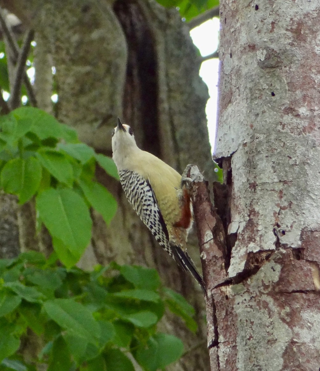 West Indian Woodpecker - ML611345009