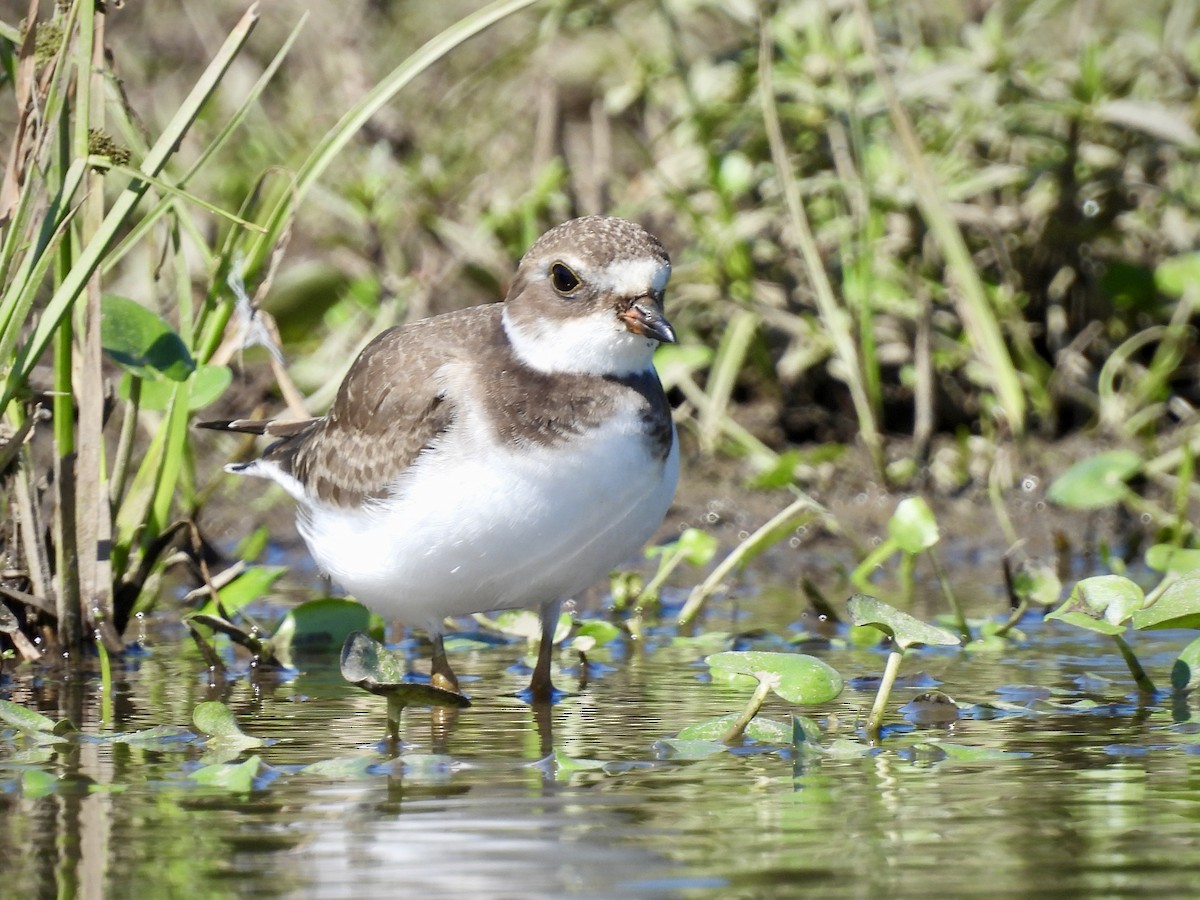 Semipalmated Plover - ML611345073