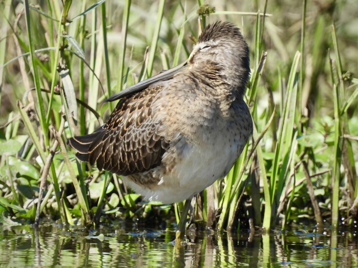 Long-billed Dowitcher - ML611345077