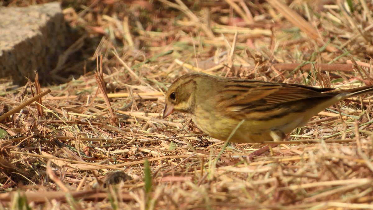 Black-faced/Masked Bunting - 小七 陳