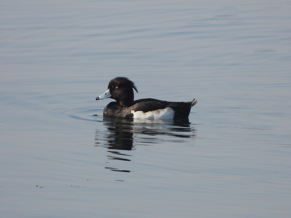 Tufted Duck - ML611346132