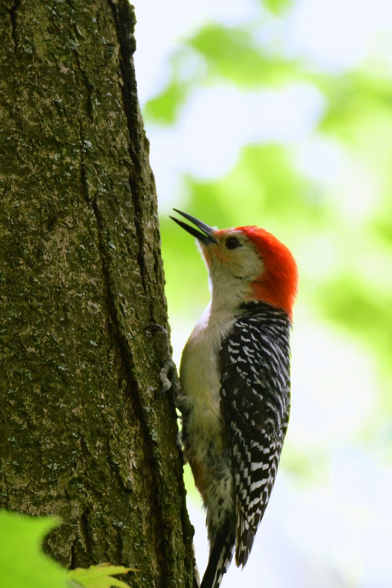Red-bellied Woodpecker - ML611346325