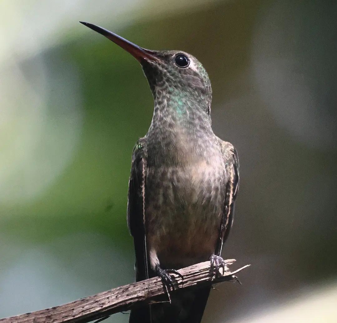 Scaly-breasted Hummingbird - ML611346444
