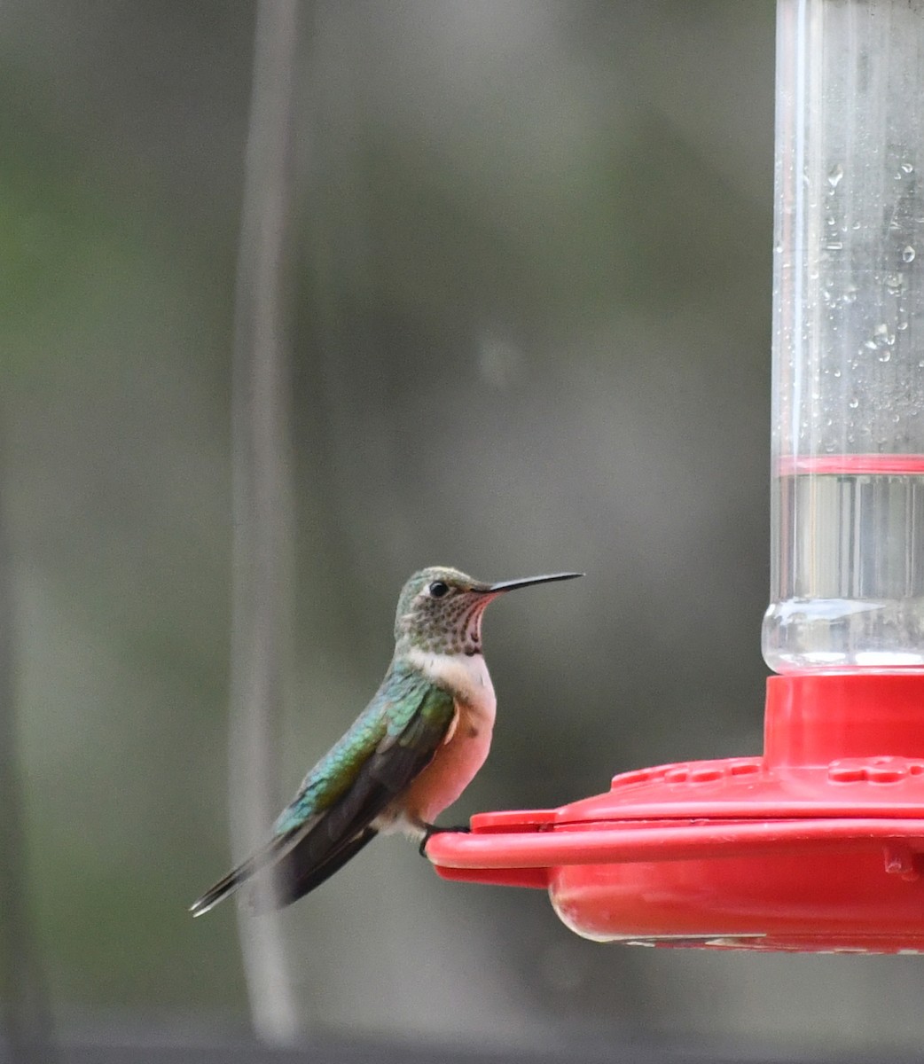 Broad-tailed Hummingbird - ML611346530