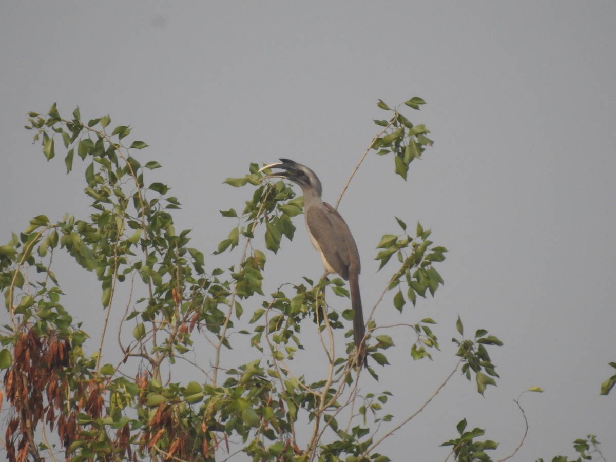 Indian Gray Hornbill - ML611346626