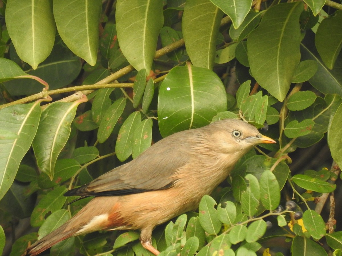 Chestnut-tailed Starling - ML611346636