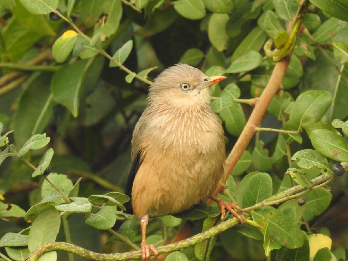 Chestnut-tailed Starling - ML611346637