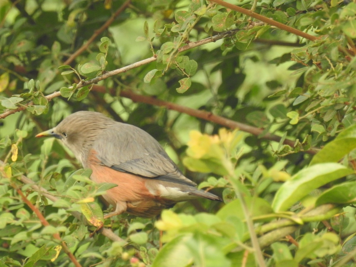 Chestnut-tailed Starling - ML611346638