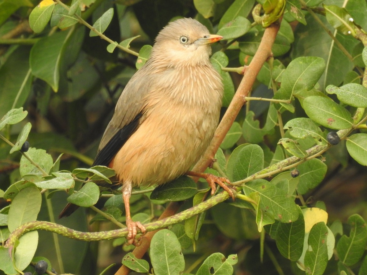 Chestnut-tailed Starling - ML611346639