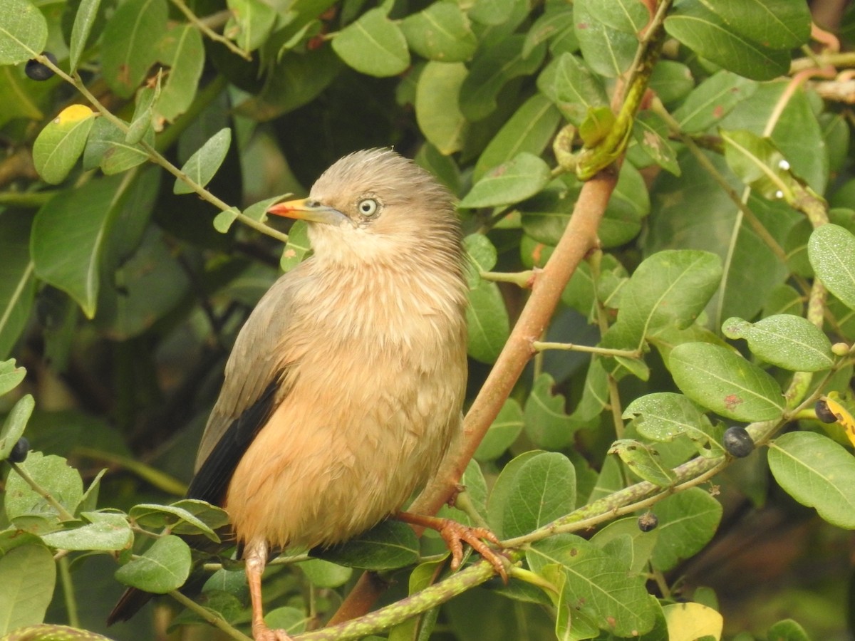 Chestnut-tailed Starling - ML611346640