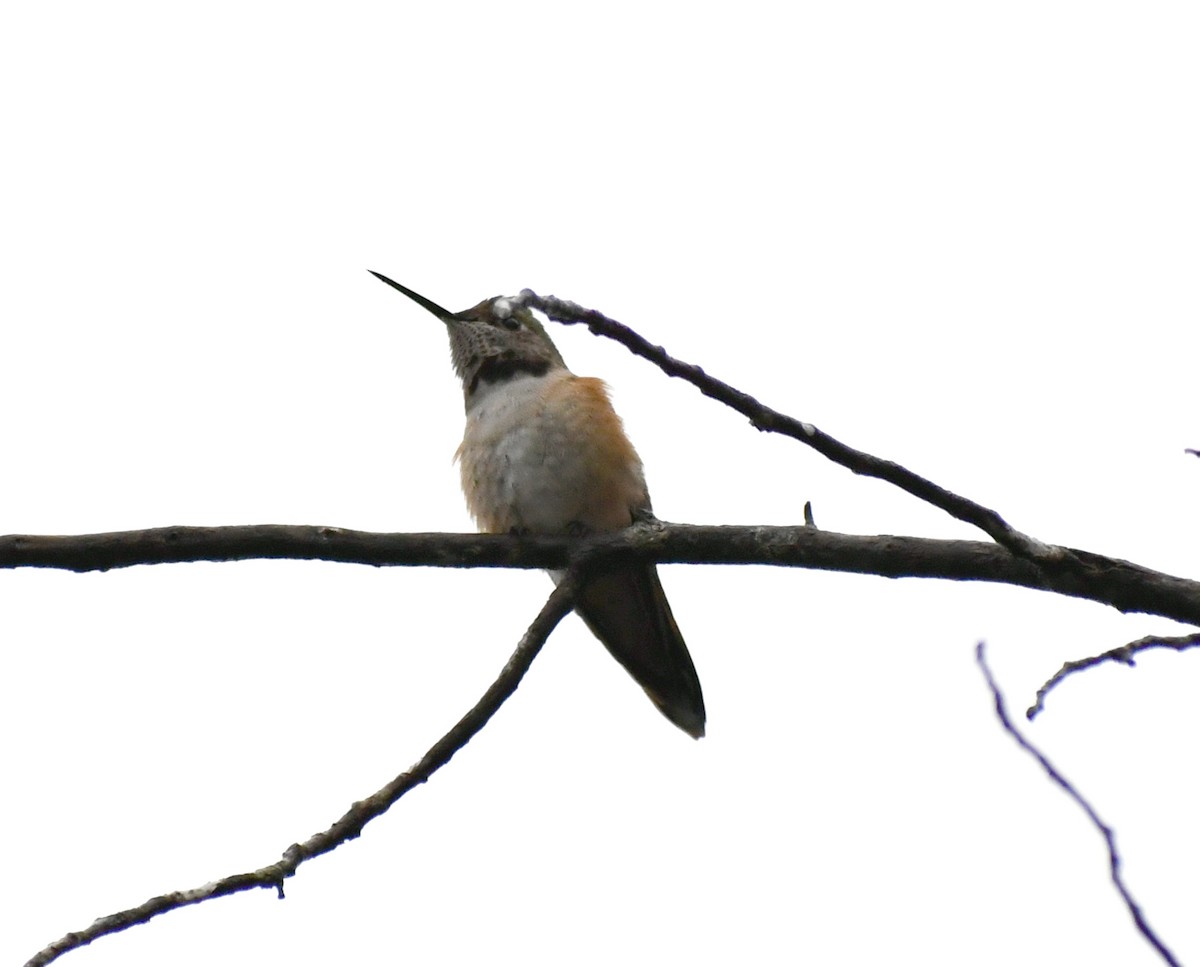 Broad-tailed Hummingbird - ML611346705