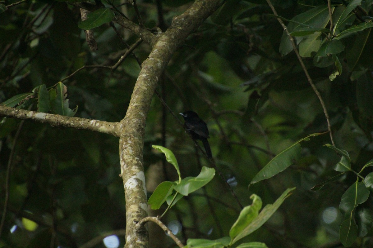 Seychelles Paradise-Flycatcher - ML611346926