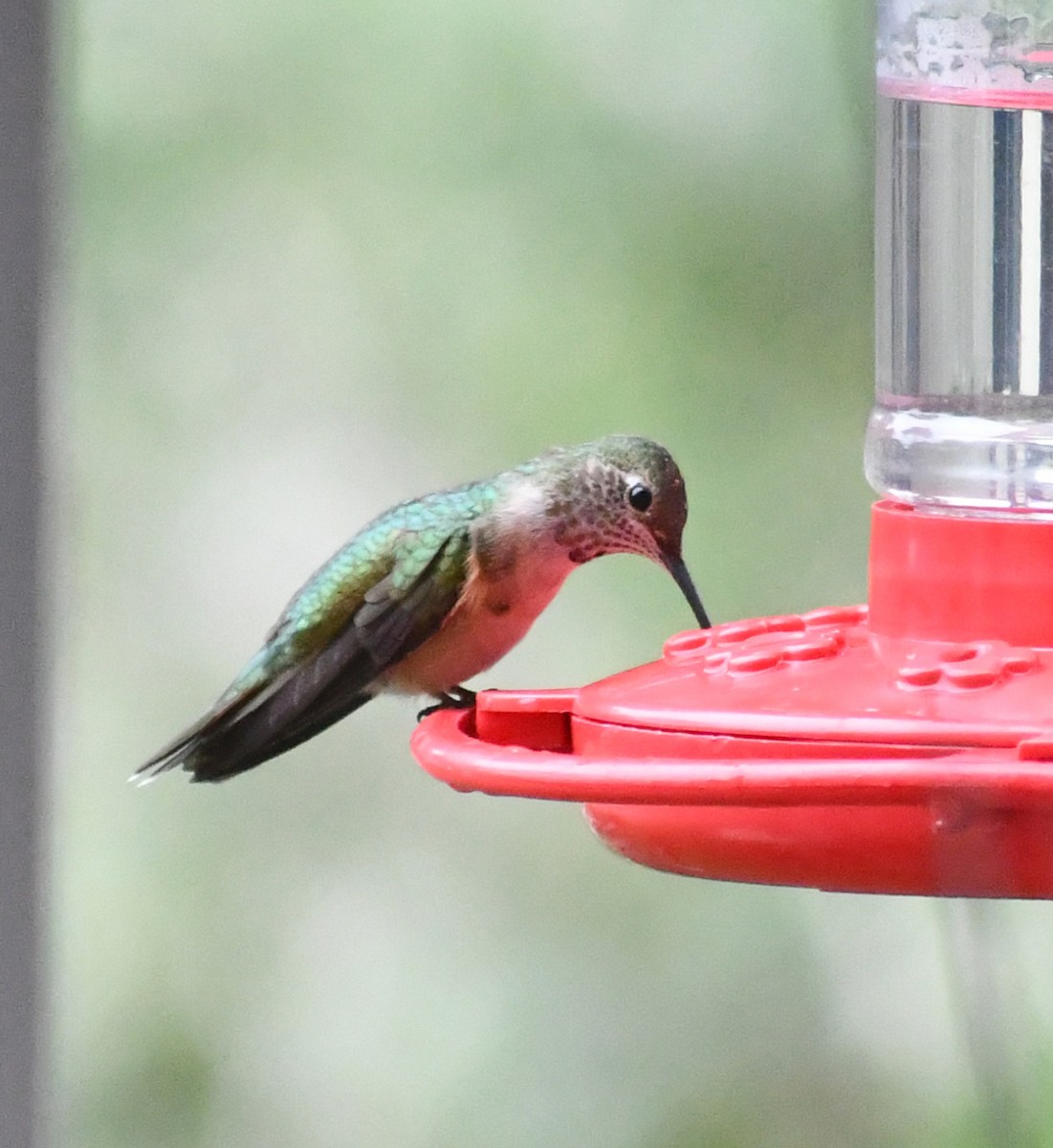 Broad-tailed Hummingbird - ML611346931