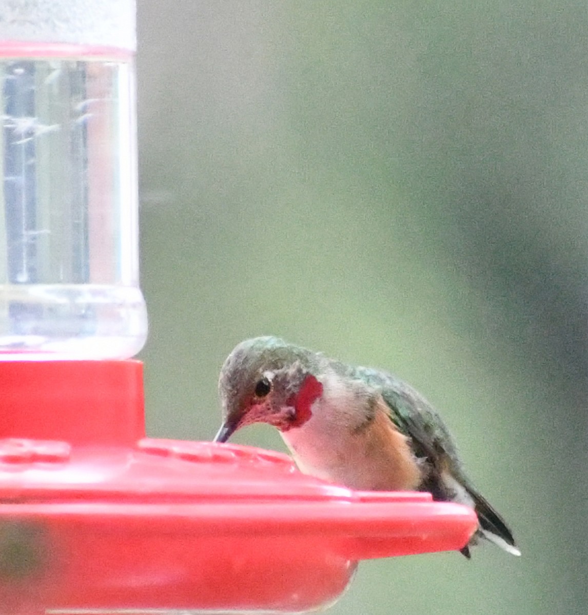 Broad-tailed Hummingbird - ML611346932