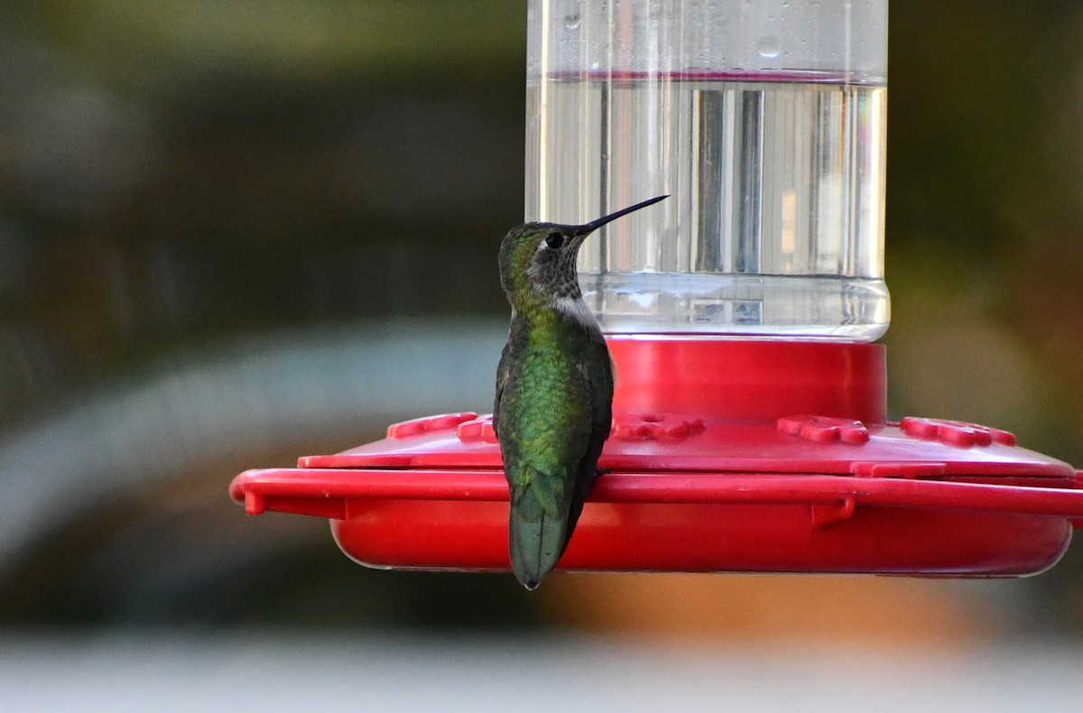 Broad-tailed Hummingbird - ML611347087