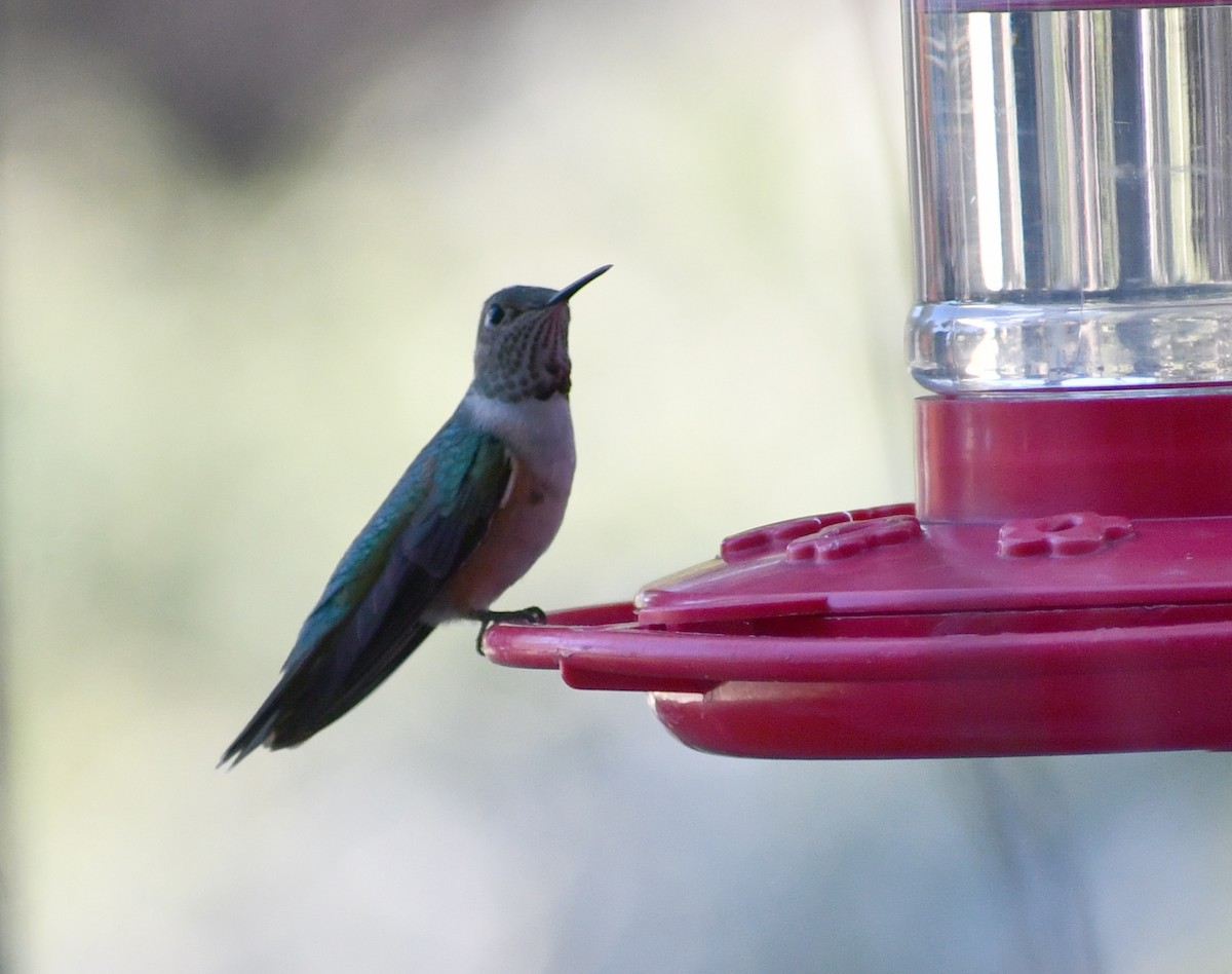 Broad-tailed Hummingbird - ML611347088