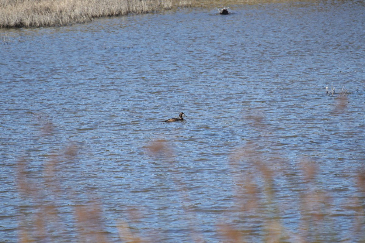 Greater/Lesser Scaup - ML611347099