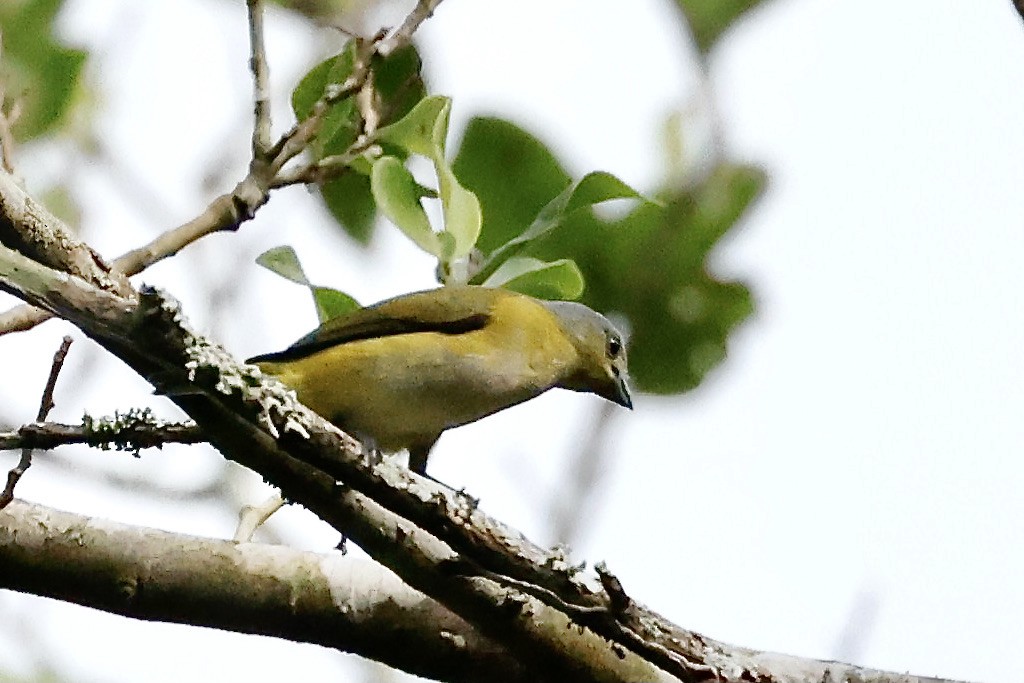 West Mexican Euphonia - ML611347143