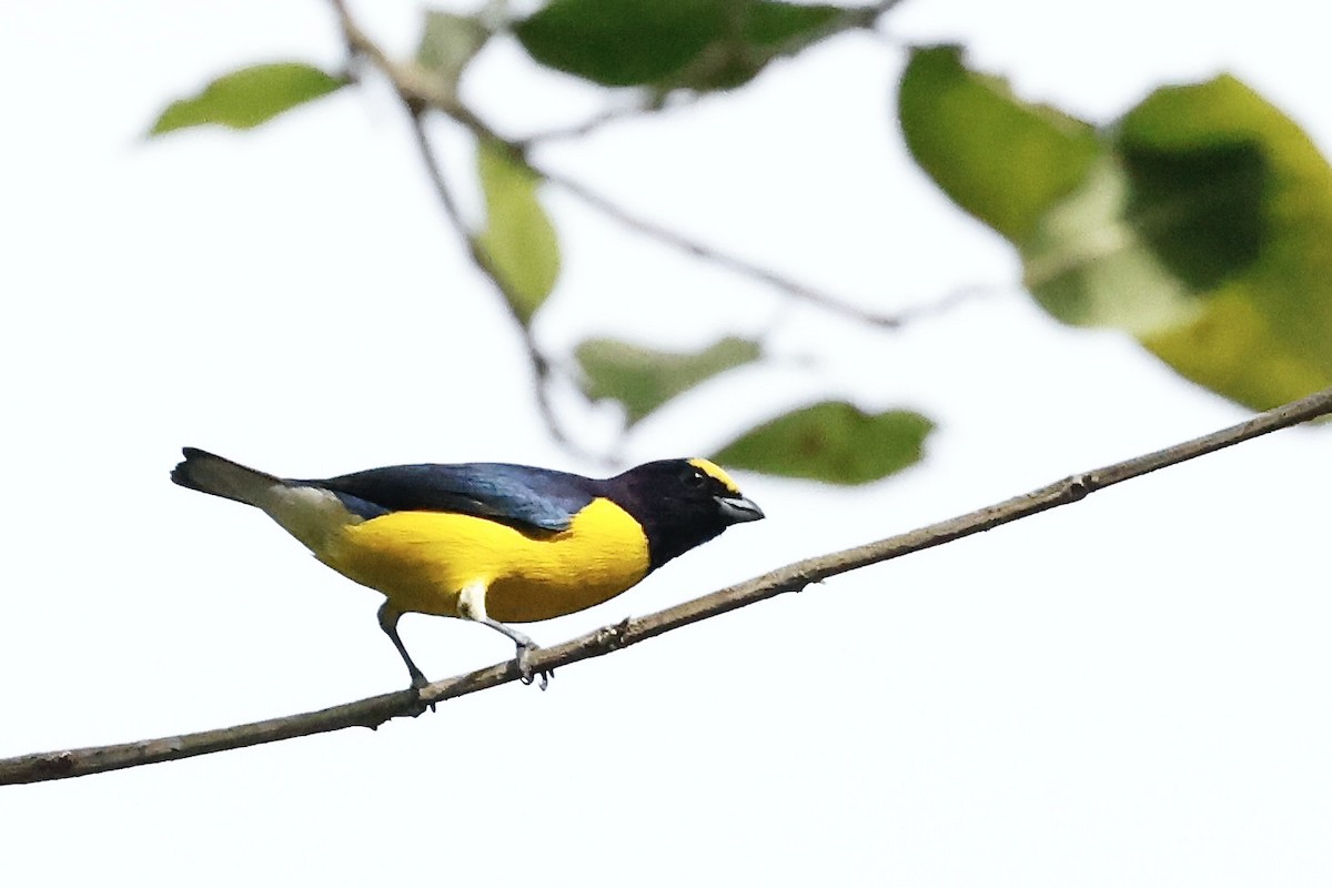 West Mexican Euphonia - ML611347144