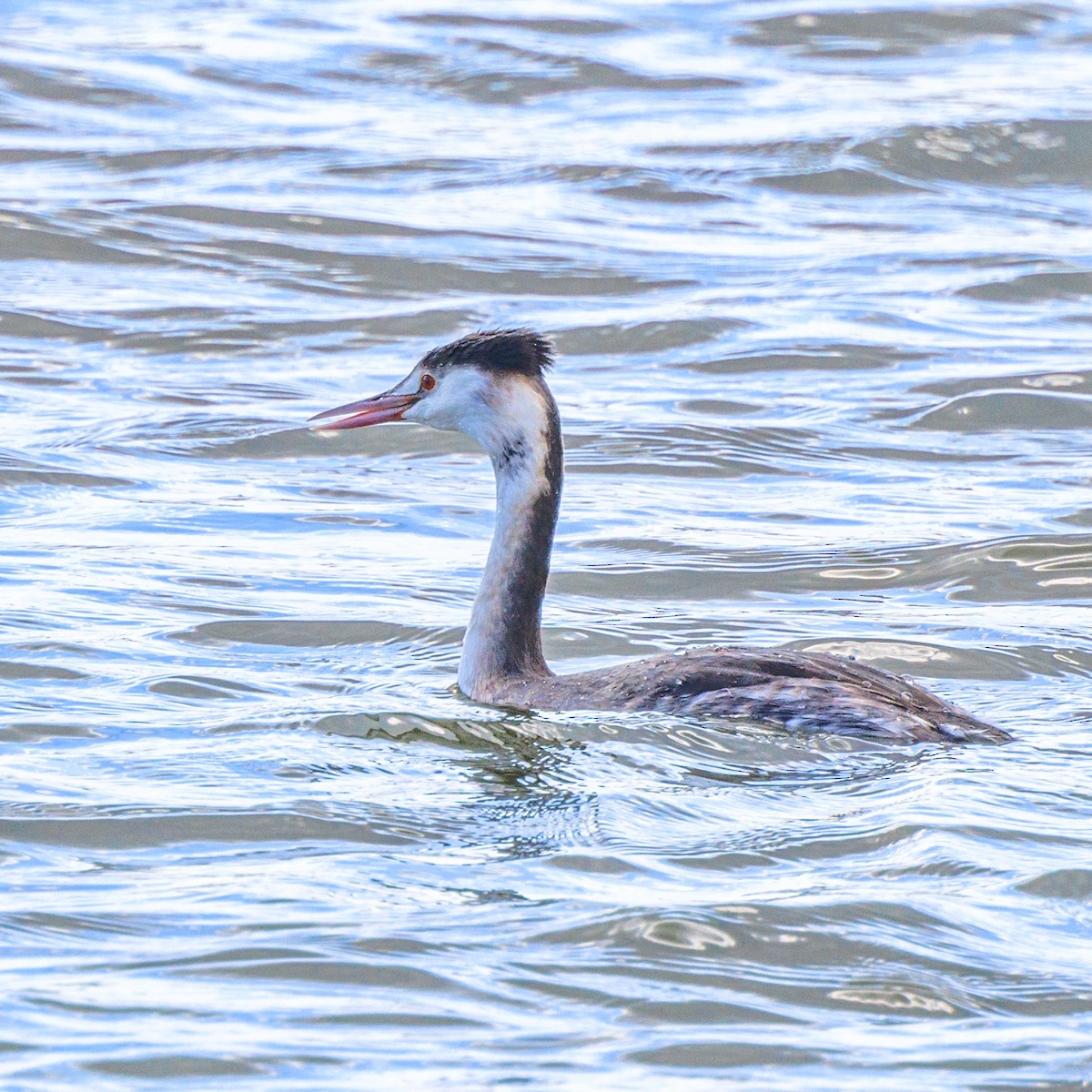 Great Crested Grebe - ML611347265
