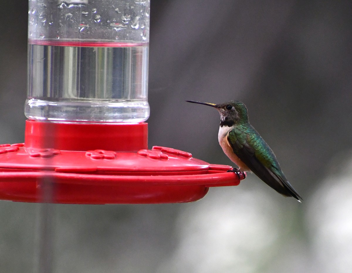 Broad-tailed Hummingbird - ML611347311