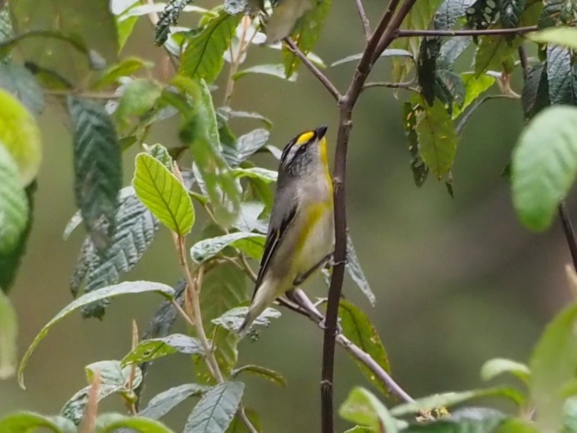 Striated Pardalote (Yellow-tipped) - ML611347348