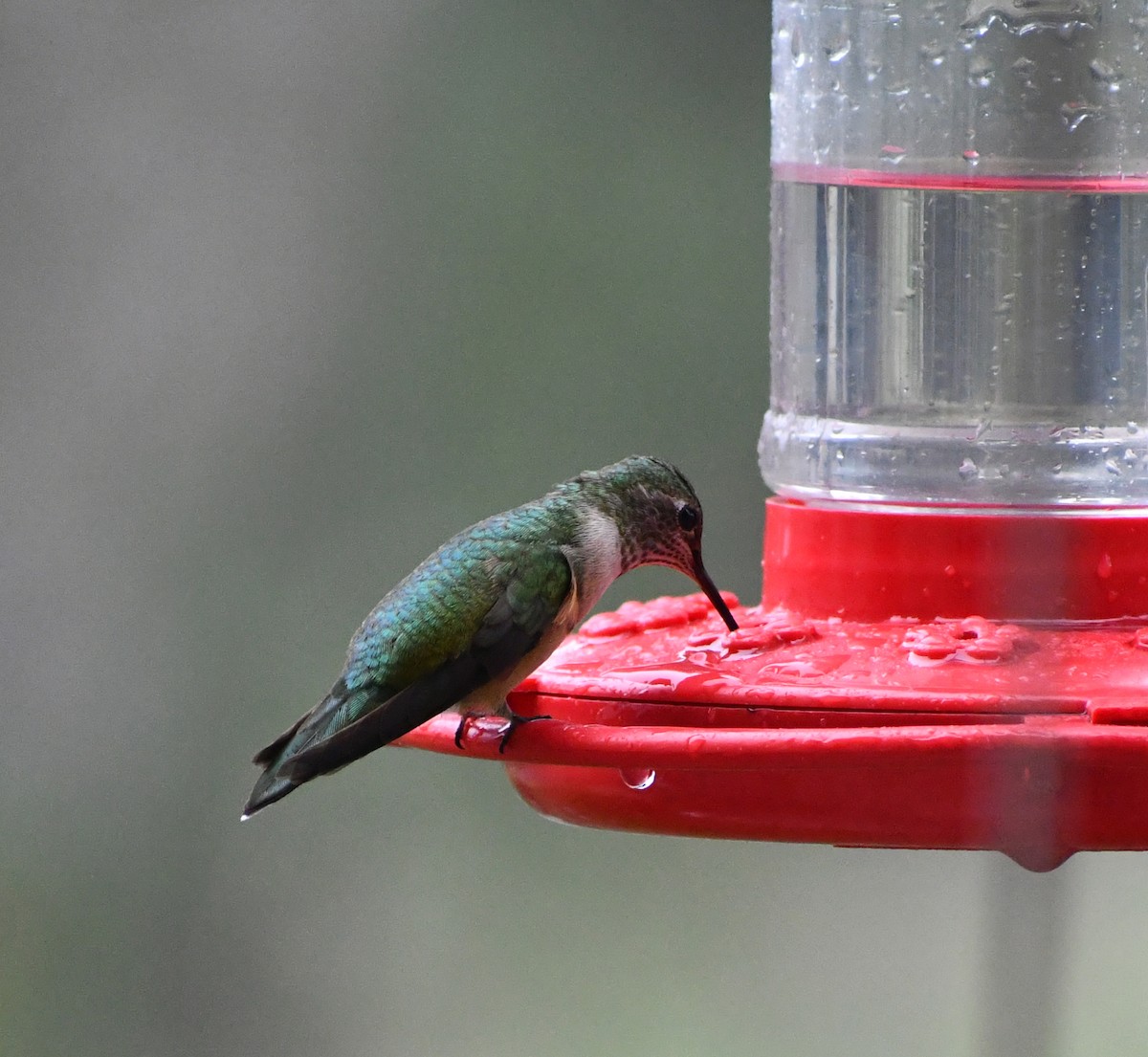 Broad-tailed Hummingbird - ML611347378