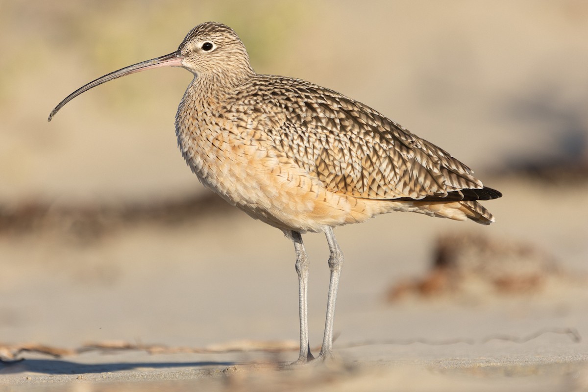 Long-billed Curlew - ML611347525