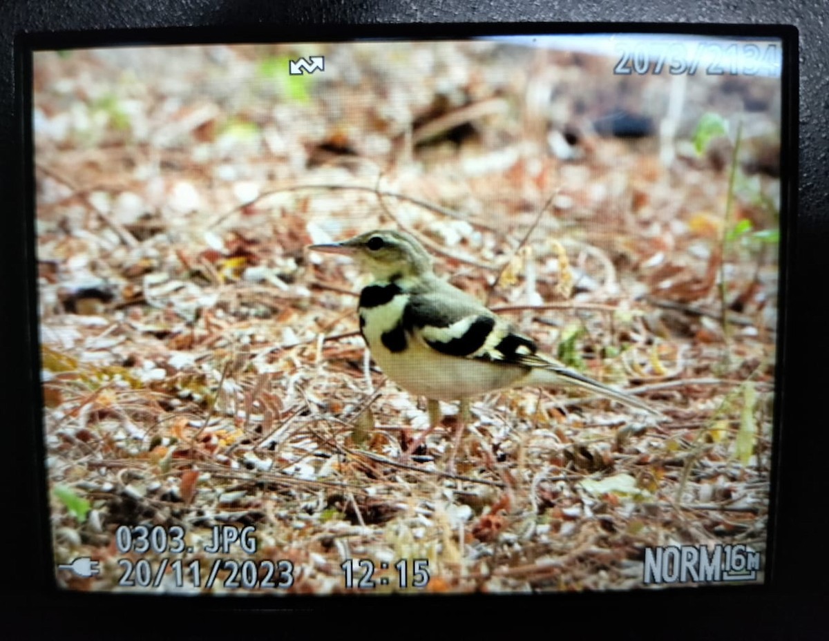 Forest Wagtail - ML611347538