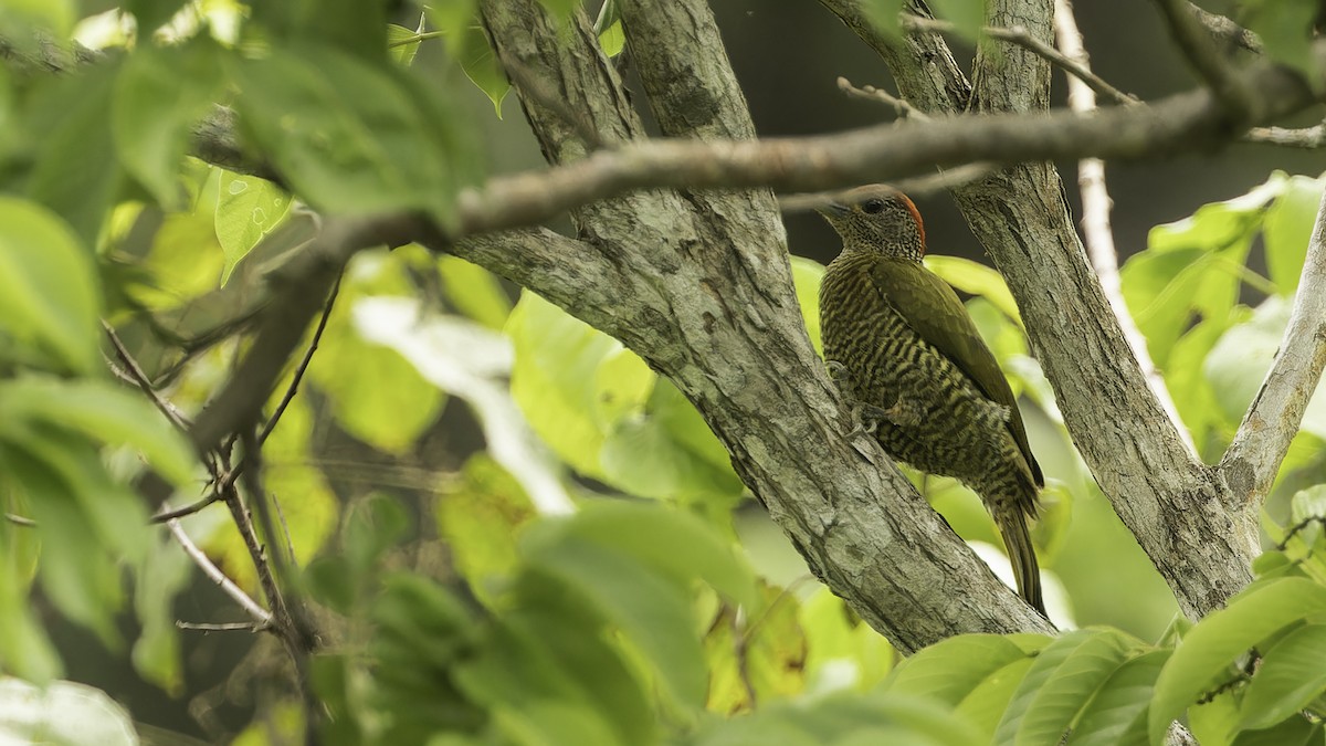Green-backed Woodpecker (Plain-backed) - ML611348510