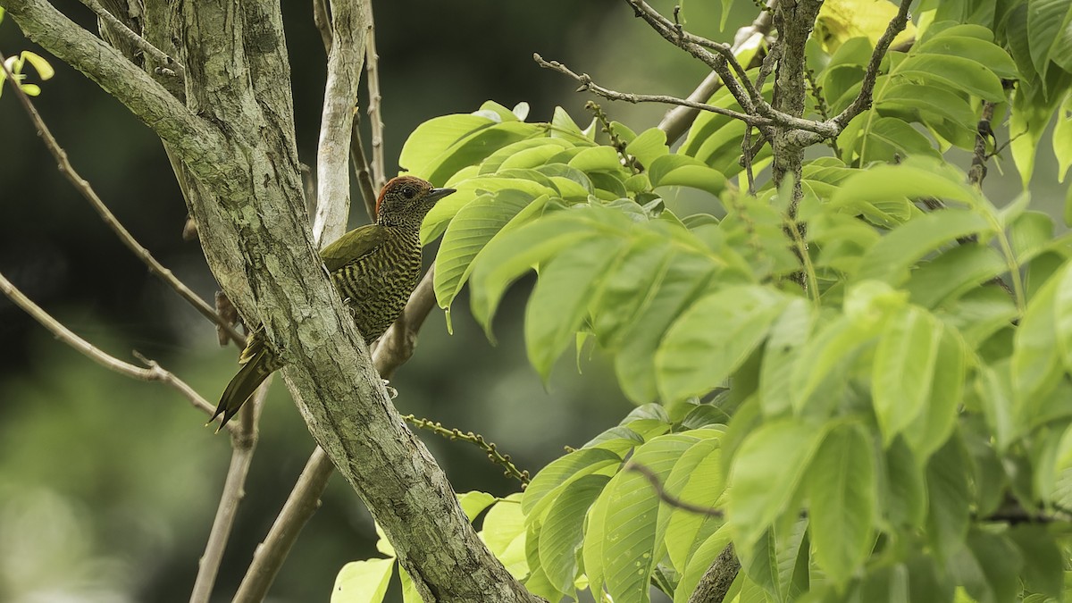 Green-backed Woodpecker (Plain-backed) - ML611348512