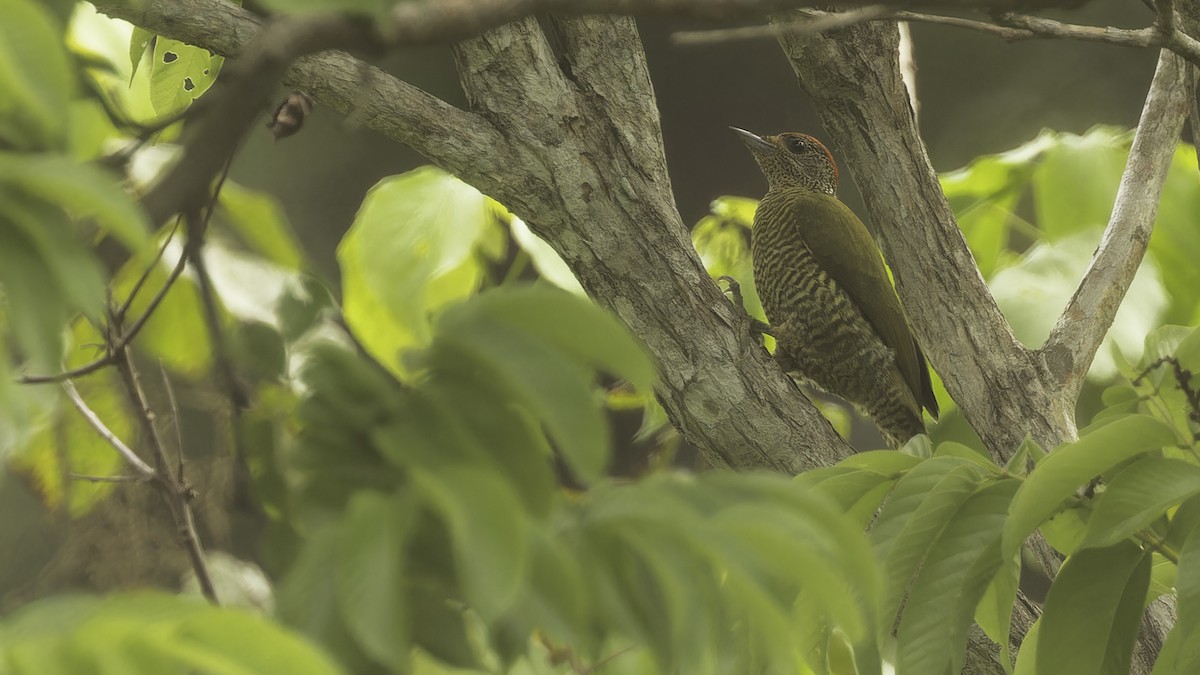 Green-backed Woodpecker (Plain-backed) - ML611348515