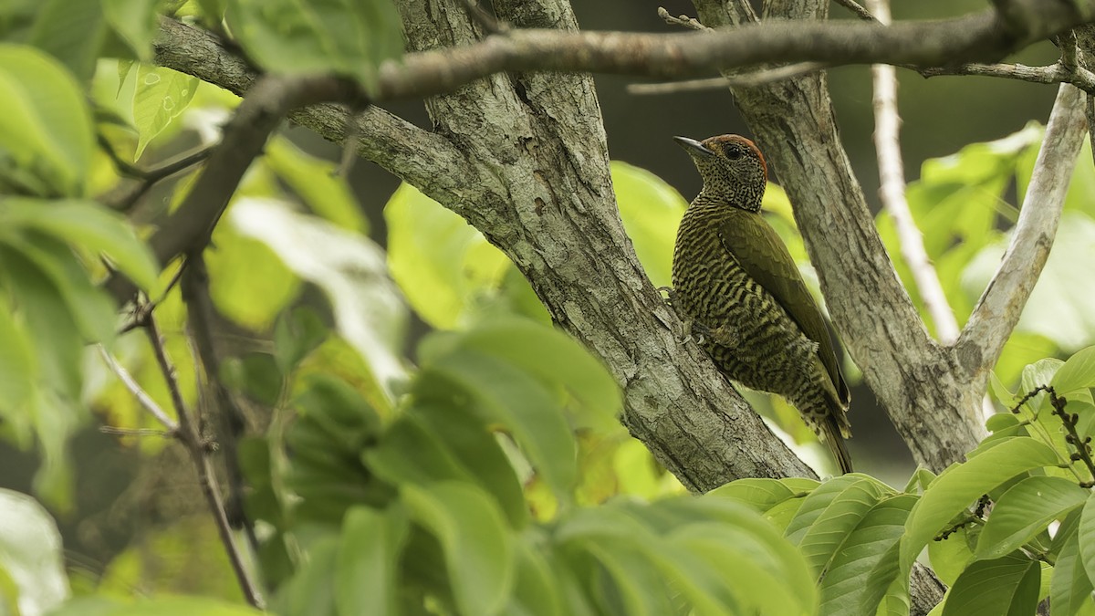 Green-backed Woodpecker (Plain-backed) - ML611348516